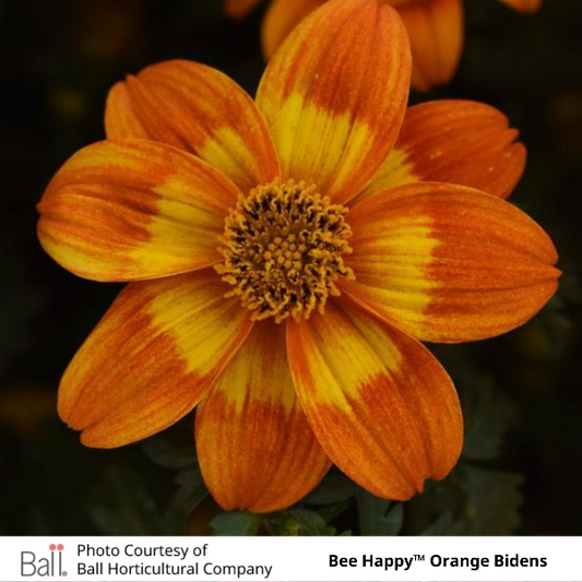 Bee Happy Orange Bidens