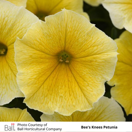 Petunia Bee's Knees