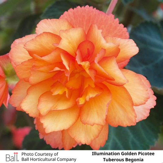 Tuberous Begonia Hanging Basket