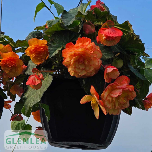 Tuberous Begonia Illumination® Hanging Basket