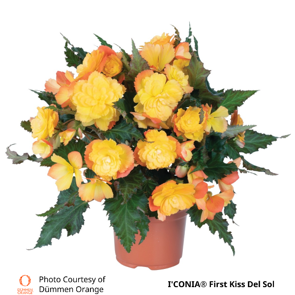 Begonia ICONIA First Kiss Del Sol