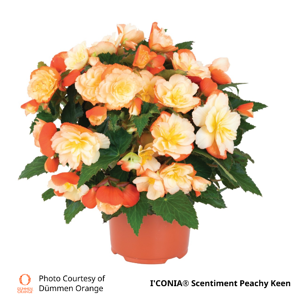 Begonia ICONIA Scentiment Peachy Keen