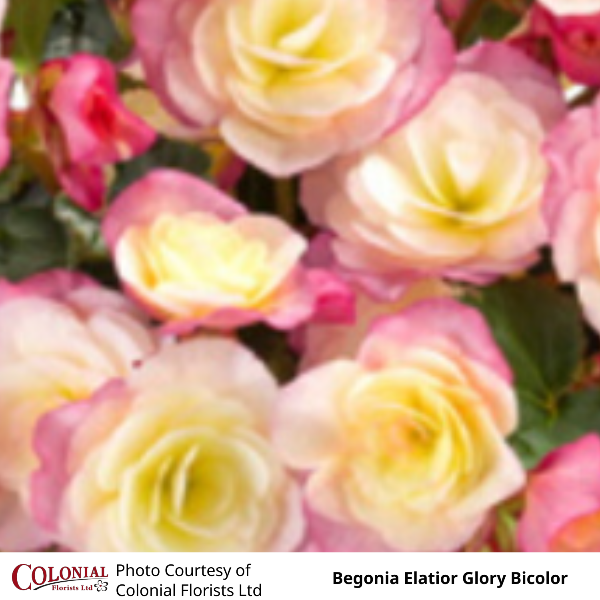 Begonia Elatior Glory Bicolor