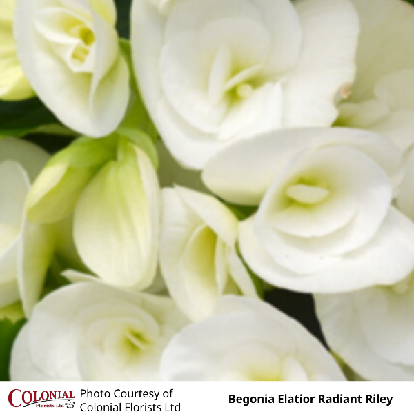 Begonia Elatior Radiant Riley