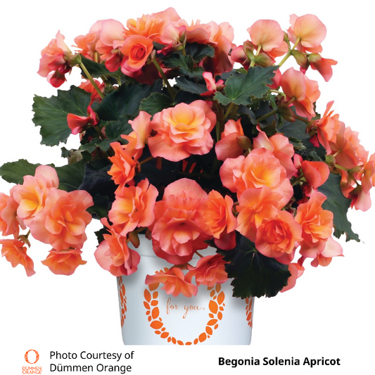 Begonia Solenia Apricot