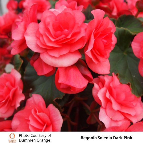 Begonia Solenia Dark Pink