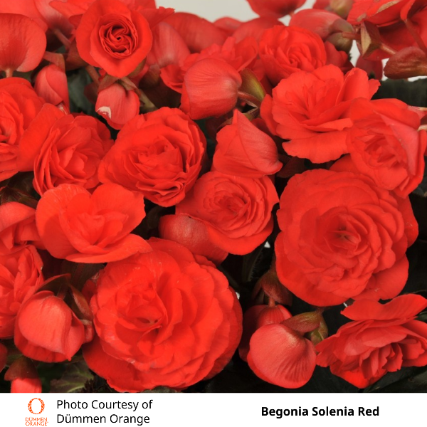 Begonia Solenia Red