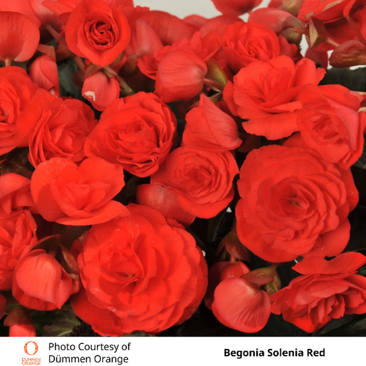 Begonia Solenia Red
