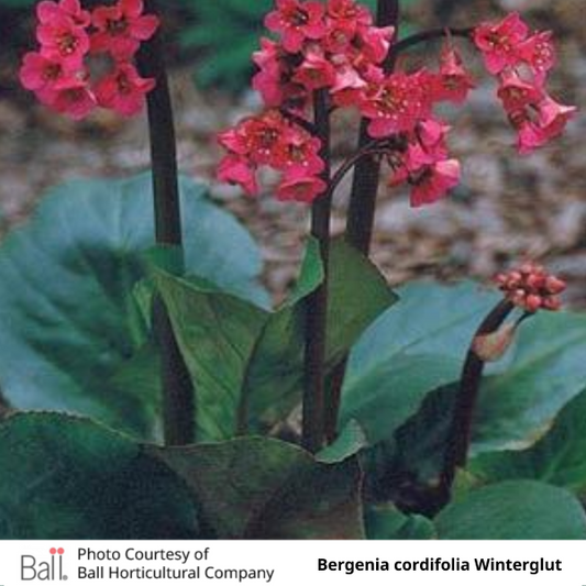 Bergenia cordifolia