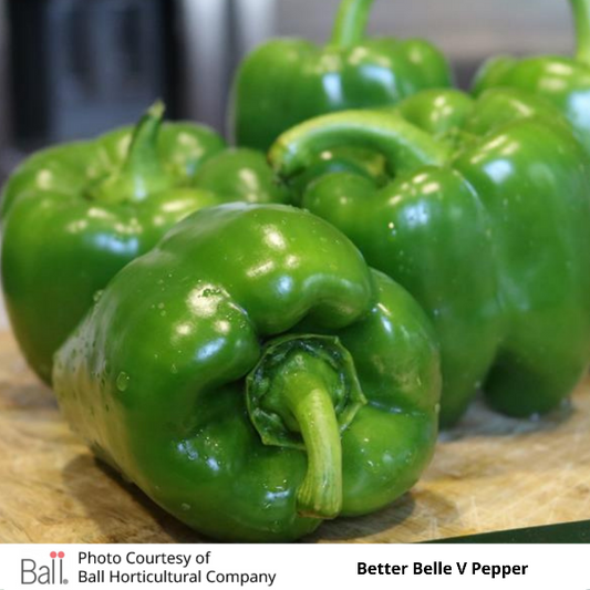 Pepper Better Belle V 6 Pack