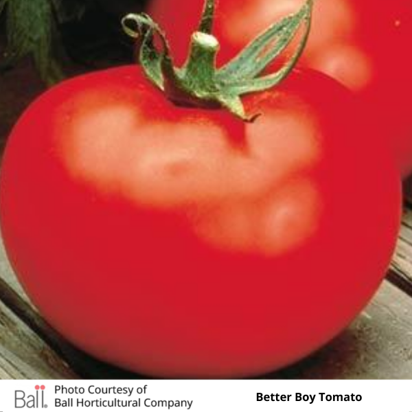 Tomato Better Boy 3.5 inch pot