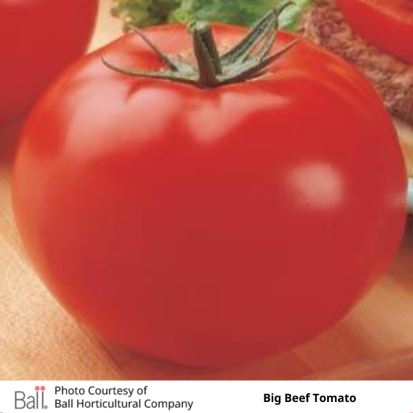 Tomato Big Beef 3.5 inch pot