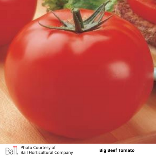 Tomato Big Beef 6 Pack