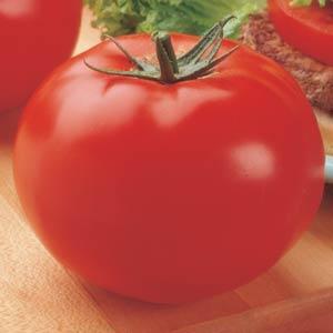 Tomato Big Beef 3.5 inch pot