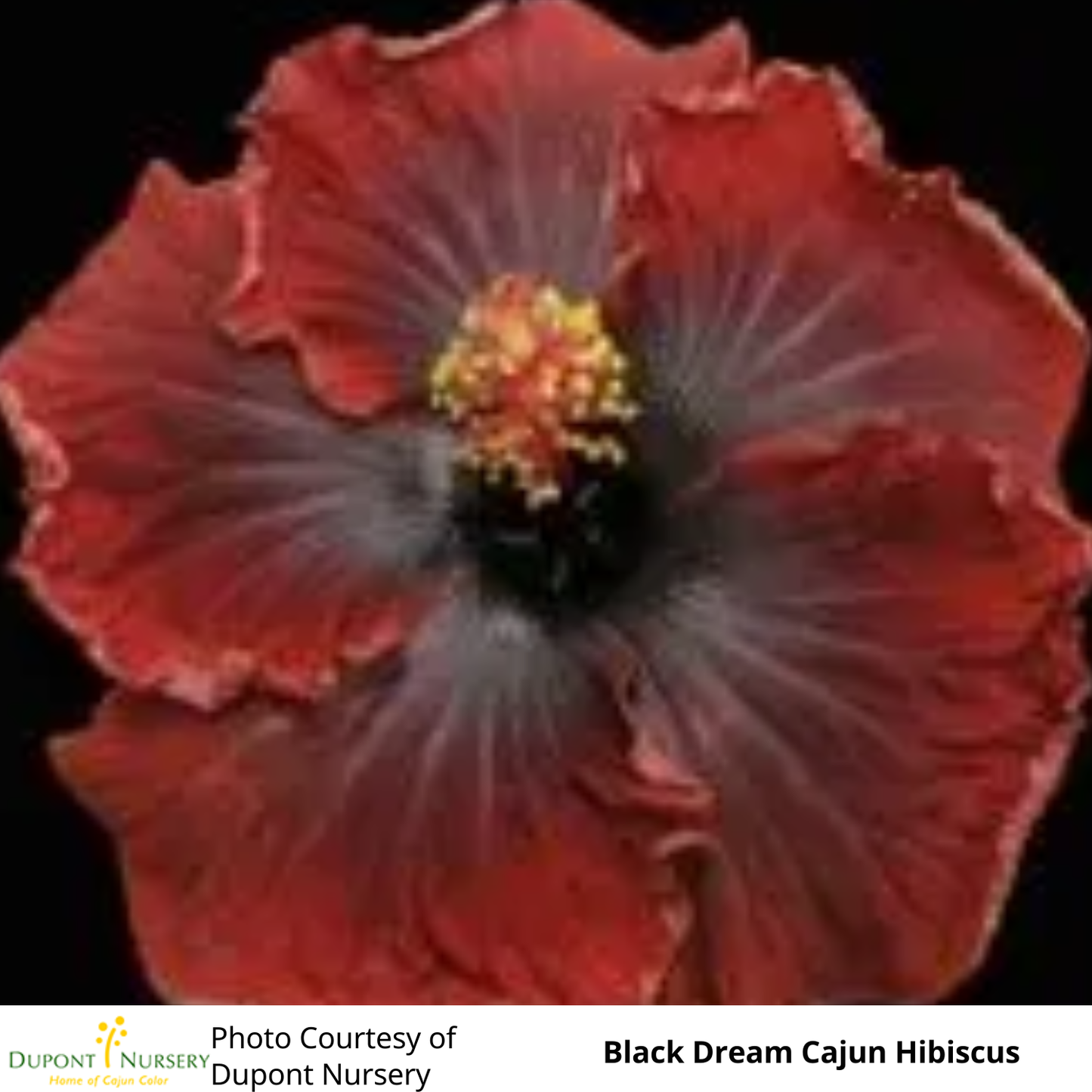 Hibiscus (Tropical)
