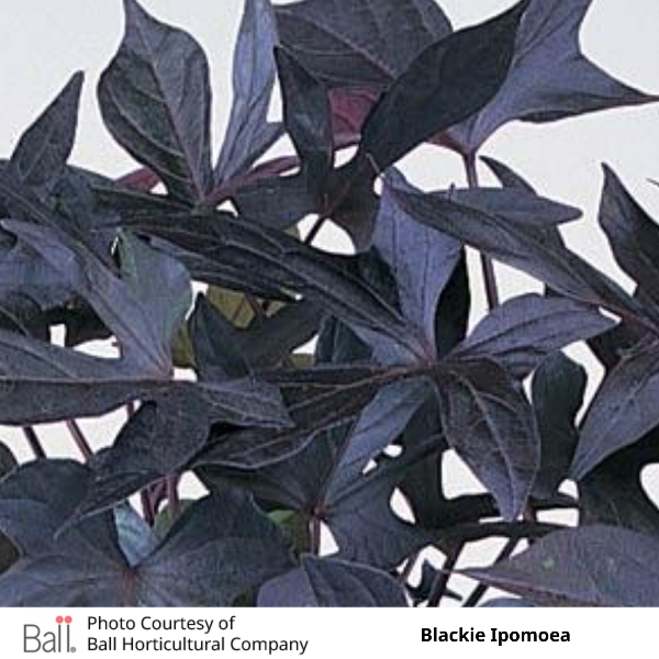 Blackie Ipomoea Sweet Potato Vine
