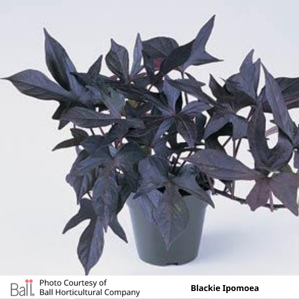 Potted Blackie Ipomoea Sweet Potato Vine
