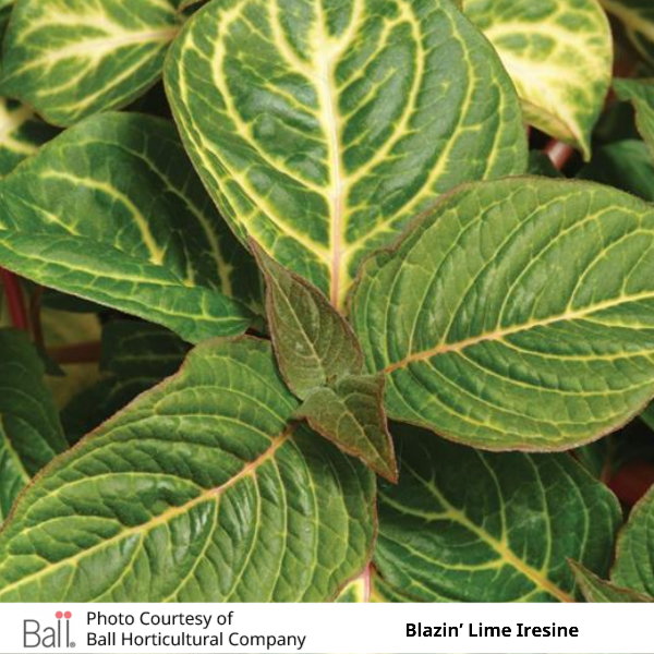 Blazin Lime Iresine