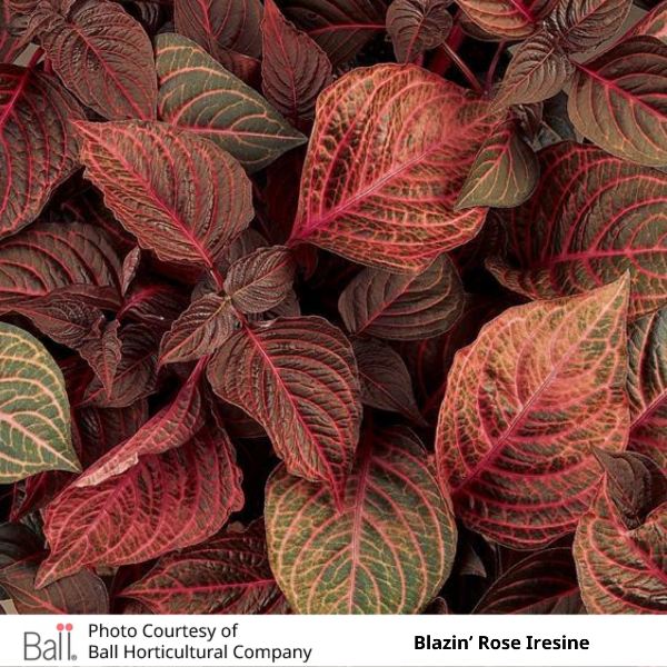 Blazin Rose Iresine