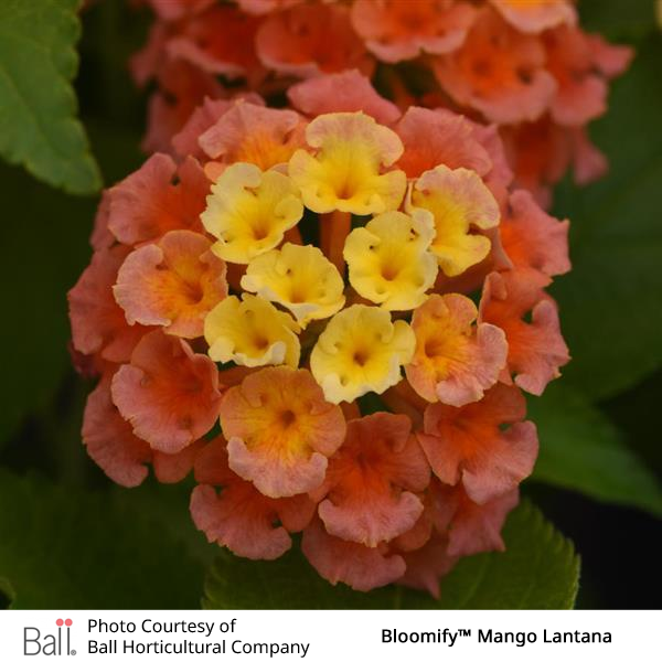 Mango Lantana Bloomify™