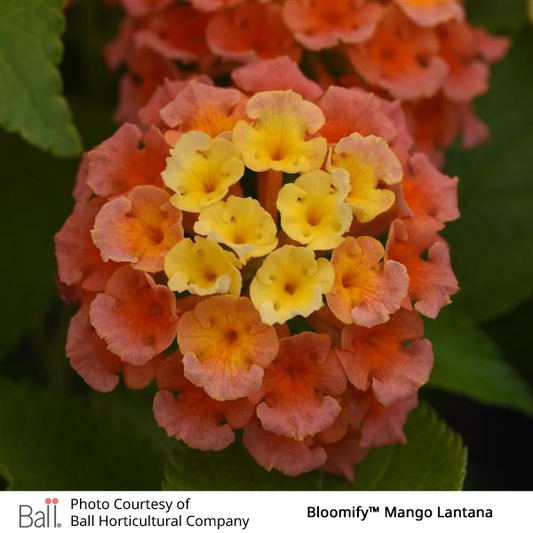 Mango Lantana Bloomify™