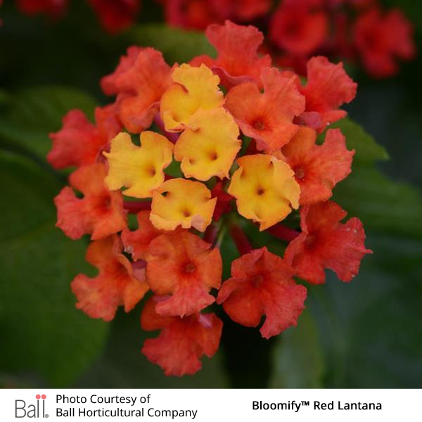 Red Lantana Bloomify™