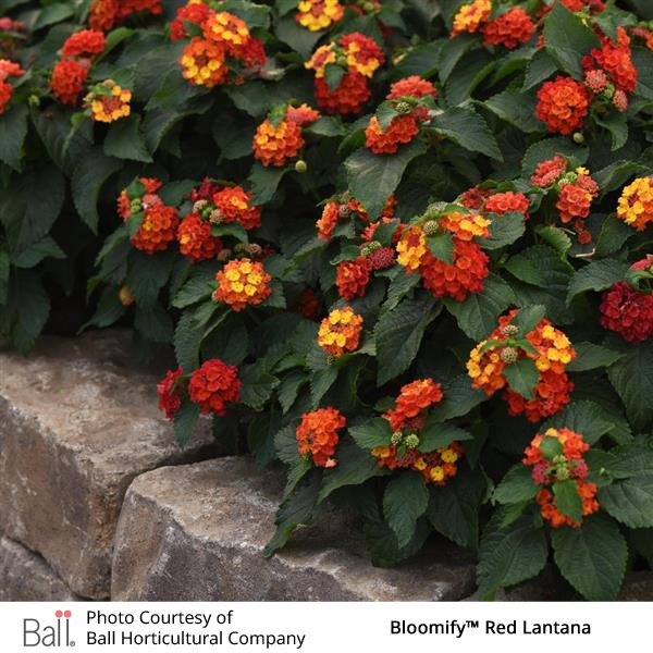 Red Lantana Bloomify™