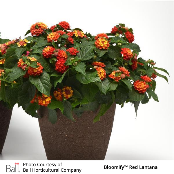 Red Lantana Bloomify™