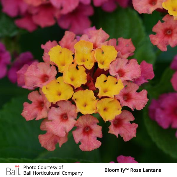 Rose Lantana Bloomify™