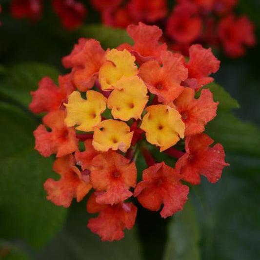Lantana Bloomify