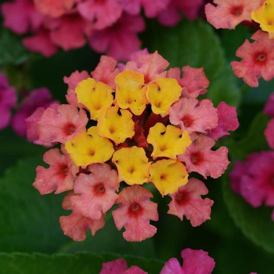 Lantana Bloomify