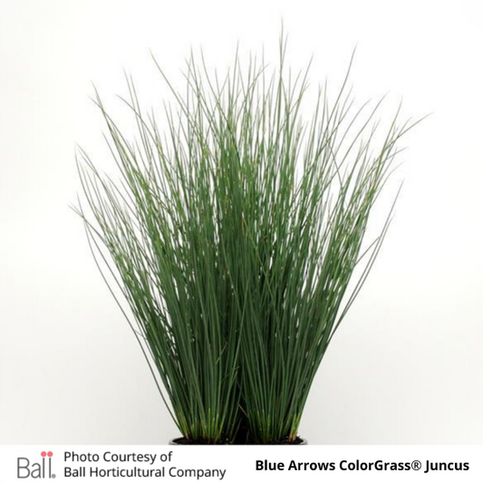 Grass Juncus Blue Arrows ColorGrass®