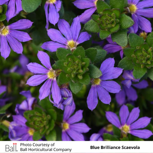 Scaevola Blue Brilliance