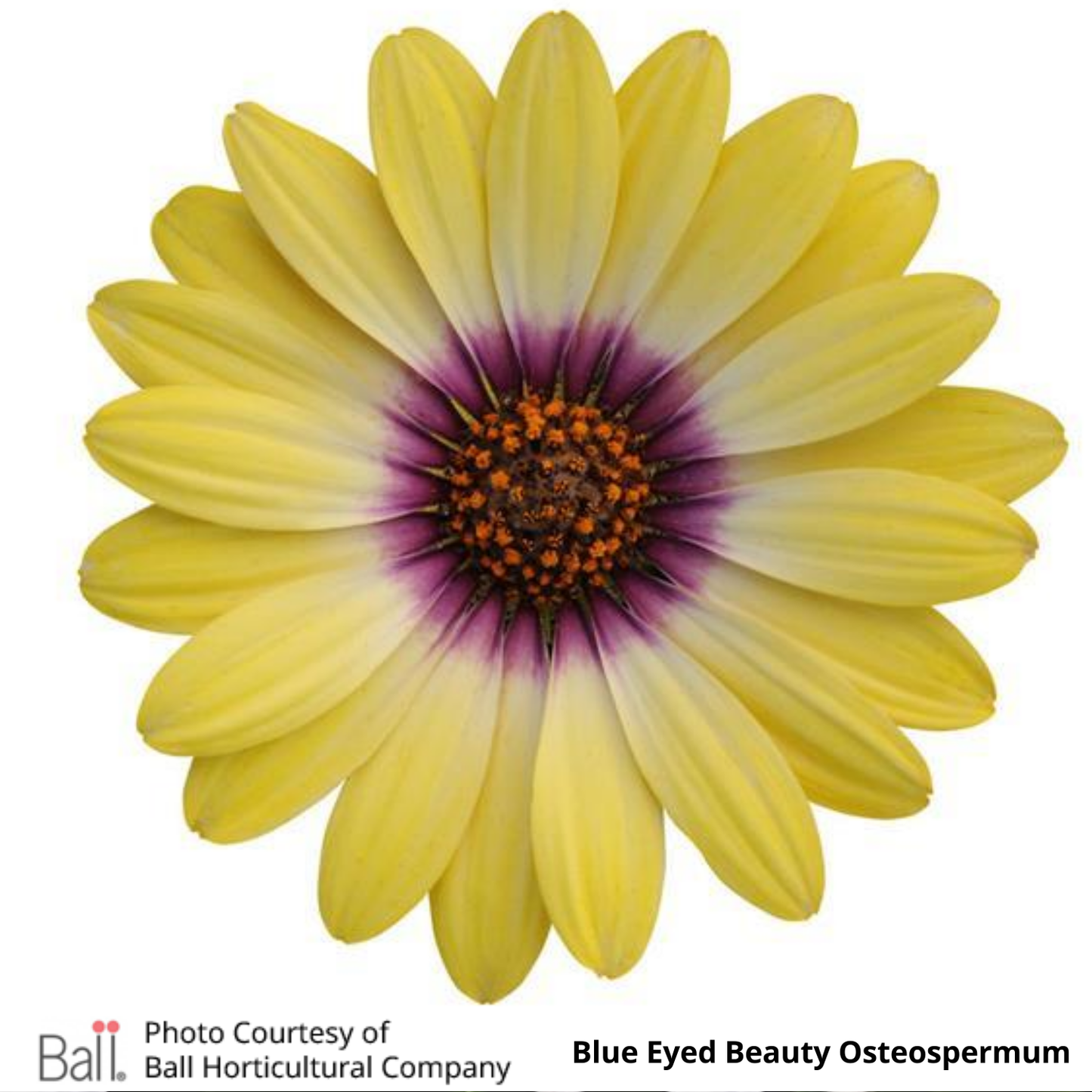 Osteospermum Blue Eyed Beauty