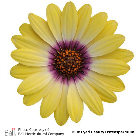 Osteospermum Blue Eyed Beauty