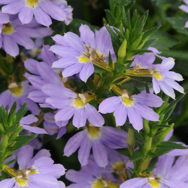 Scaevola Bondi™