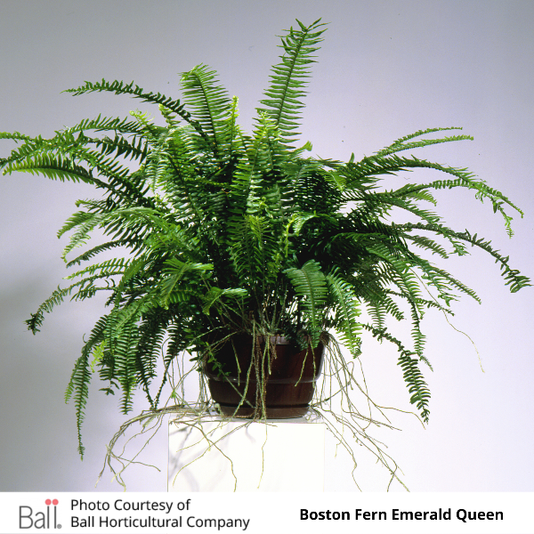 Boston Fern Emerald Queen
