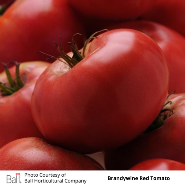 Tomato Brandywine 3.5 inch pot