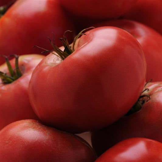 Tomato Brandywine 3.5 inch pot