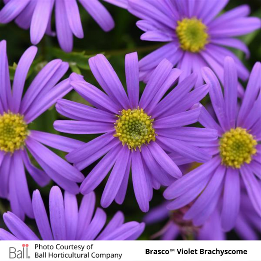 Brachyscome Brasco™