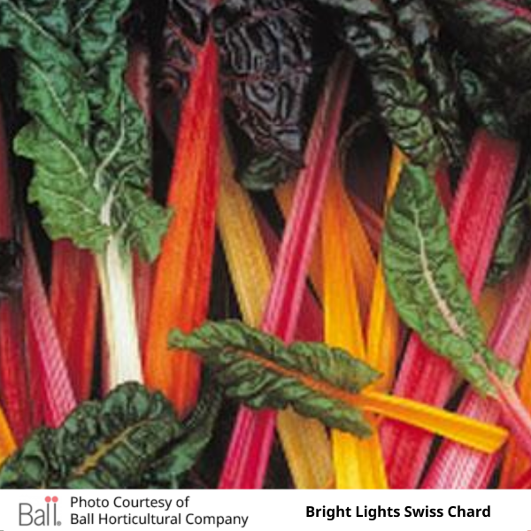 Swiss Chard Bright Lights Pack