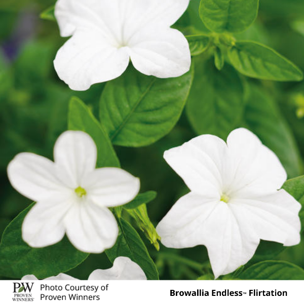 Browallia Endless Flirtation