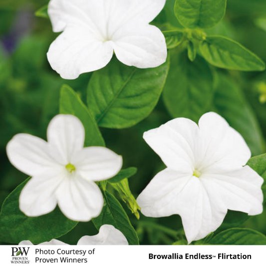 Browallia Endless Flirtation
