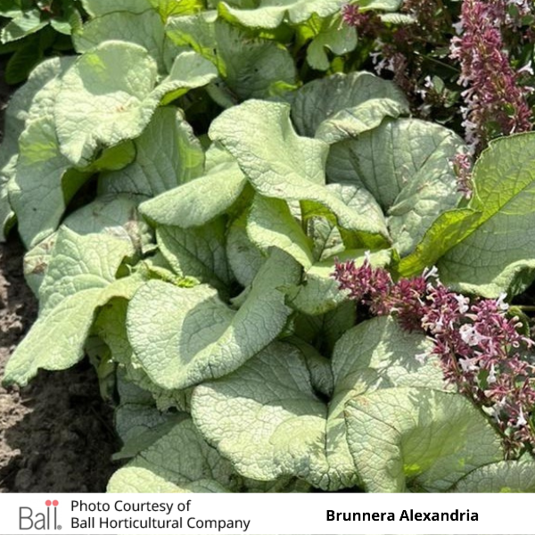 Brunnera Alexandria