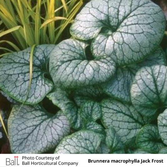 Brunnera macrophylla Jack Frost