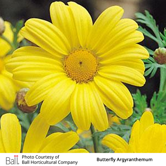 Argyranthemum Butterfly