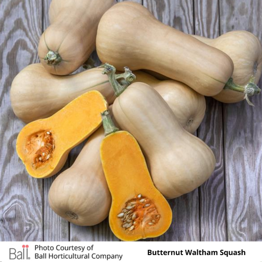 Squash Butternut
