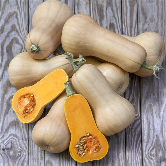 Squash Butternut