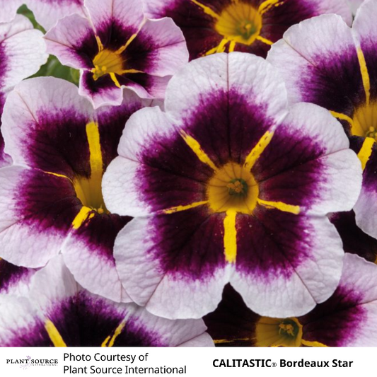 CALITASTIC Bordeaux Star