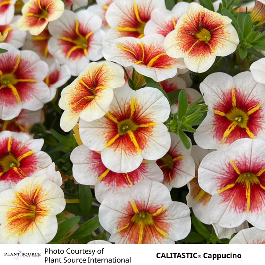 CALITASTIC Cappucino